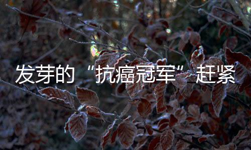 发芽的“抗癌冠军”赶紧带回家