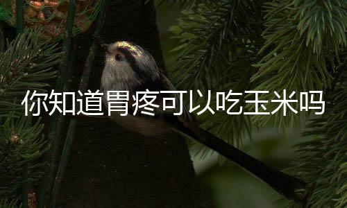 你知道胃疼可以吃玉米吗