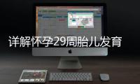 详解怀孕29周胎儿发育情况